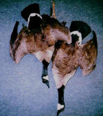 Canadian Geese Dead Mount